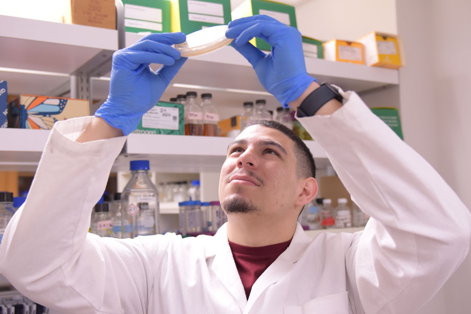 male student examining Petri dish