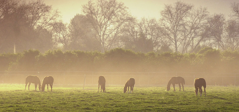 Cal Poly Pomona's horses graze