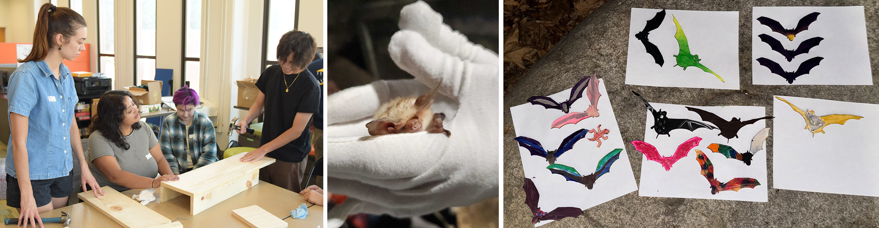 students and the public learn about bats at bat night.