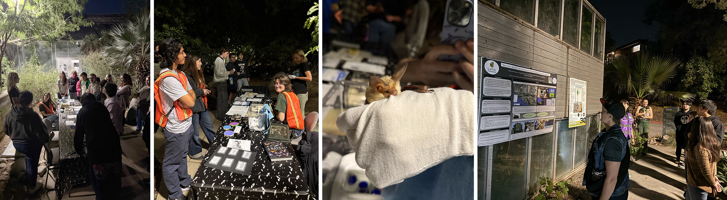 groups learning about bats at bat night.