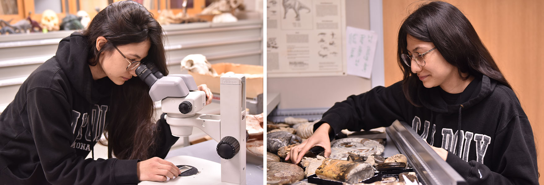 Geology student Sunshyne Santos looks through a microscope and searches a drawer for fossils.