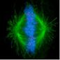 Tenure Track Assistant Professor in Experimental Biophysics