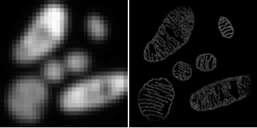 cells at super resolution