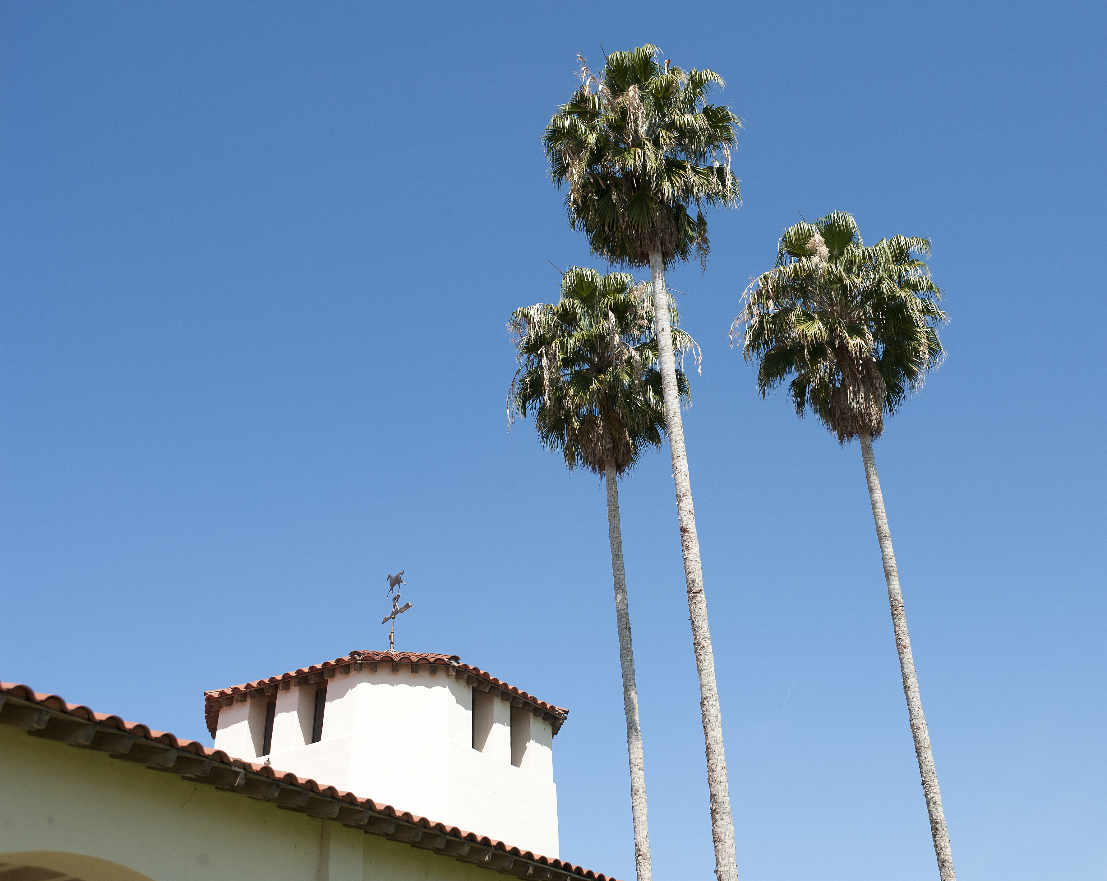Palm trees near the old stables