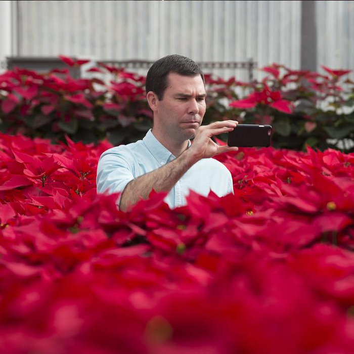 A staff member taking pictures of poinsettias