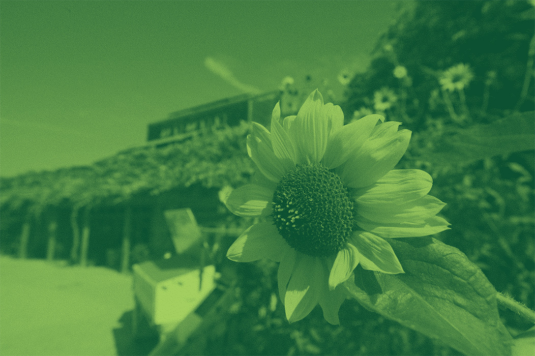 sunflowers