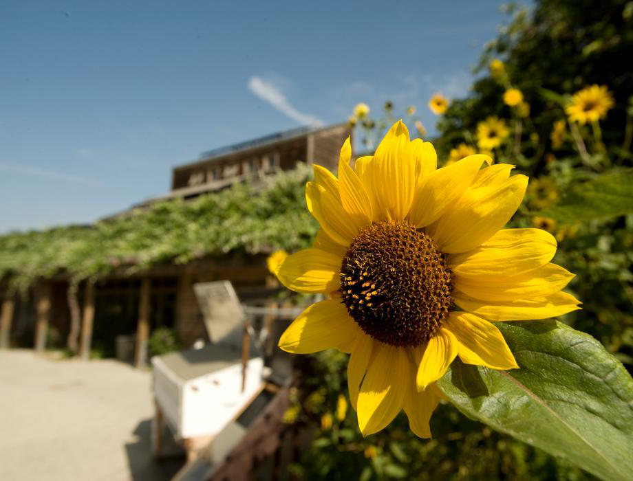 sunflowers