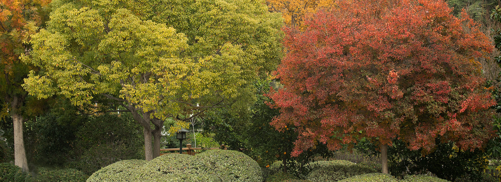 Fall Foliage at the Japanese Garden at CPP