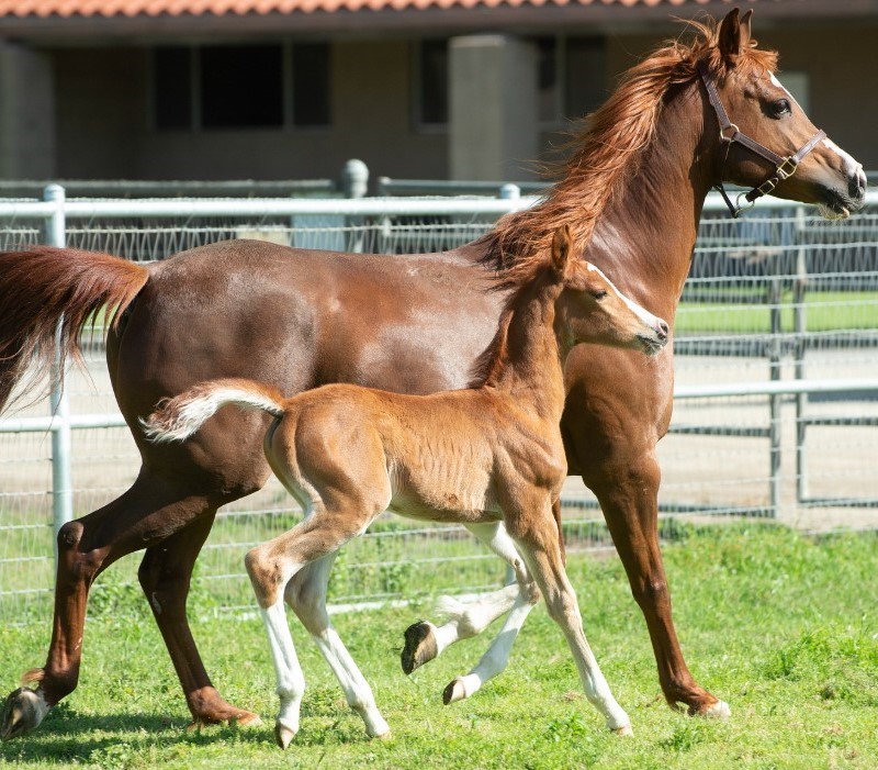 A brown mare and her foal trotting side by side in a fenced grassy area on a sunny day
