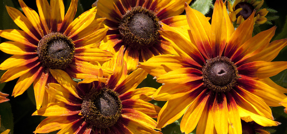 Sunflowers