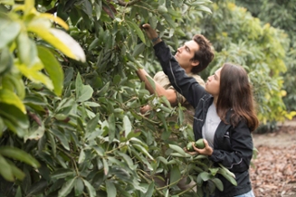 A male and a female student picking fruit off a tree