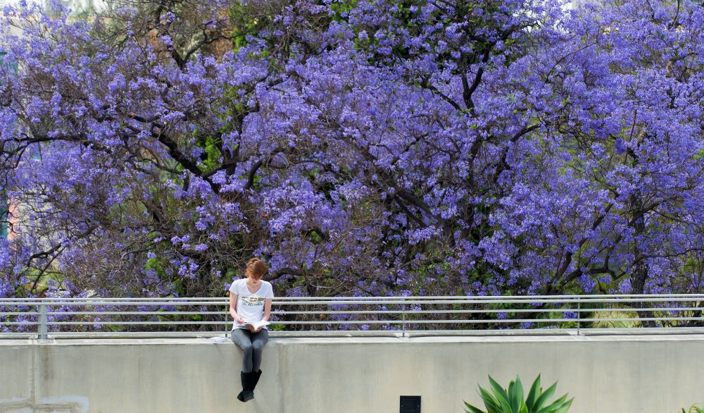 Student sits on a bench by jacarandas