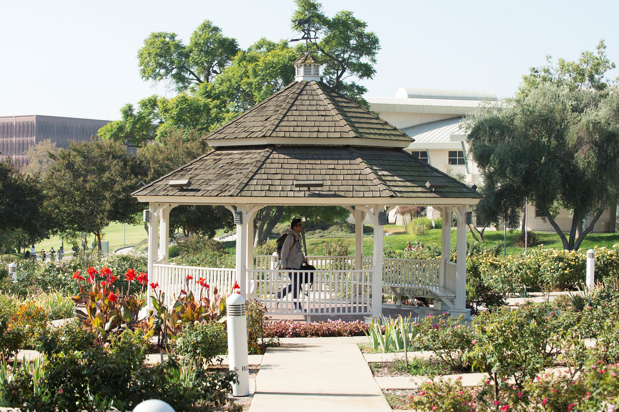 Student walks in rose garden