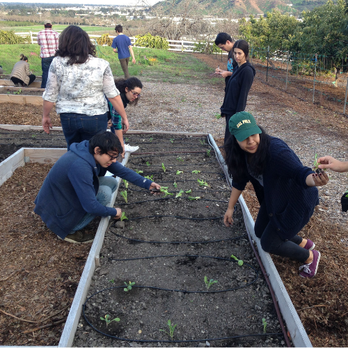 Students plant at a community garden