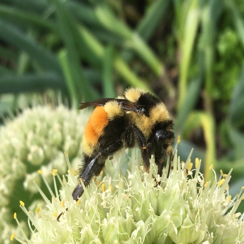 bee flowers pollinators native plants