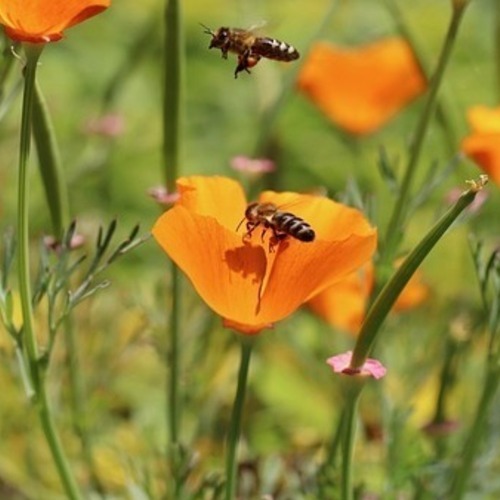 bees apiary 
