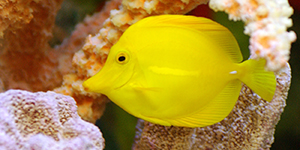 BioTrek Yellow Tang