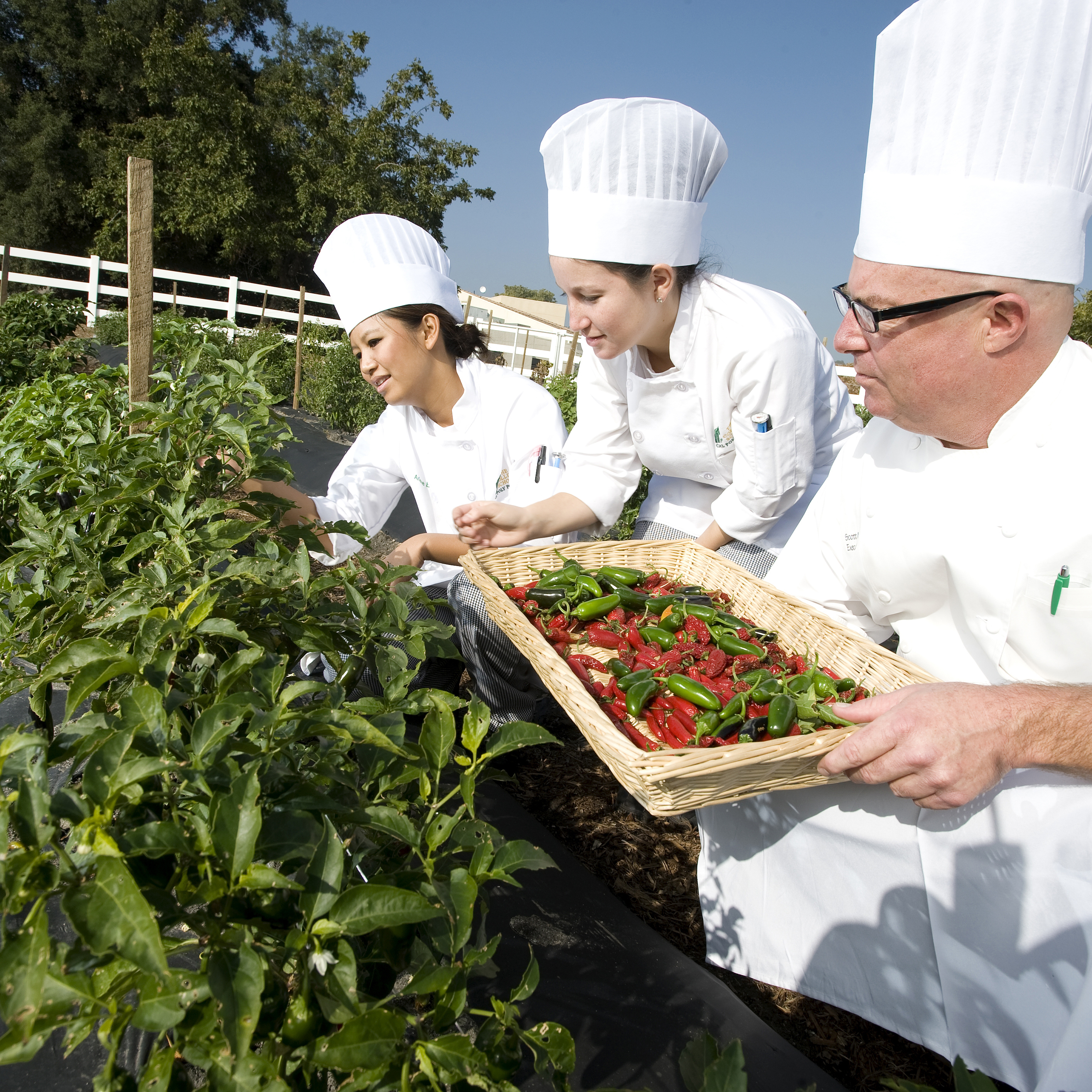 Chefs picking peppers in the Collins College Culinary Garden