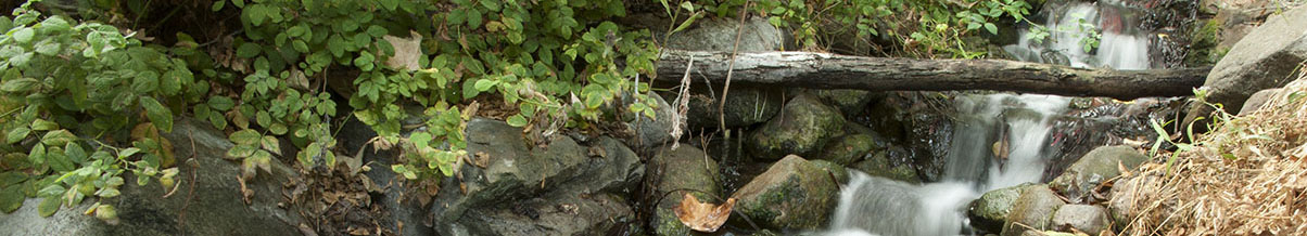 CPP's Ethnobiology Waterfall