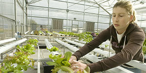 Hydroponic greenhouse 