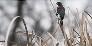 Red-winged black bird at Lycle Center