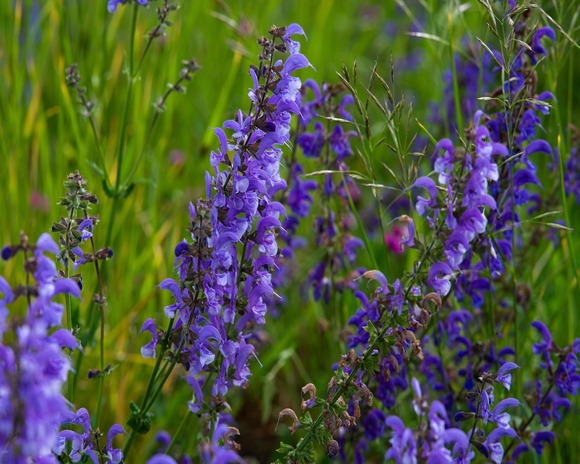 Purple succulent plants 