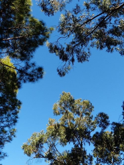 trees species 