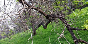 Walnut Trees