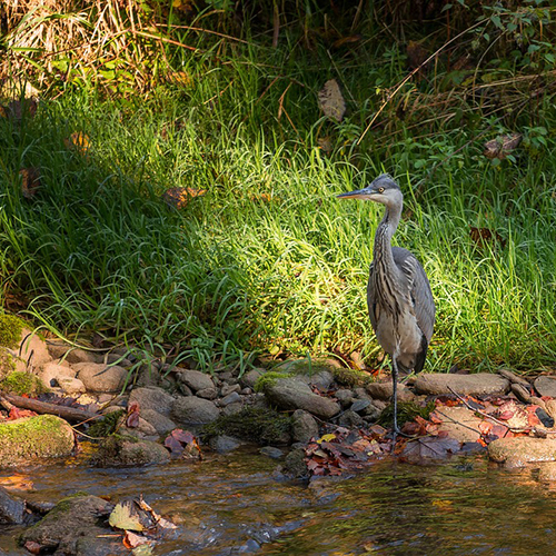 Great Blue Herron at Project Blue Stream