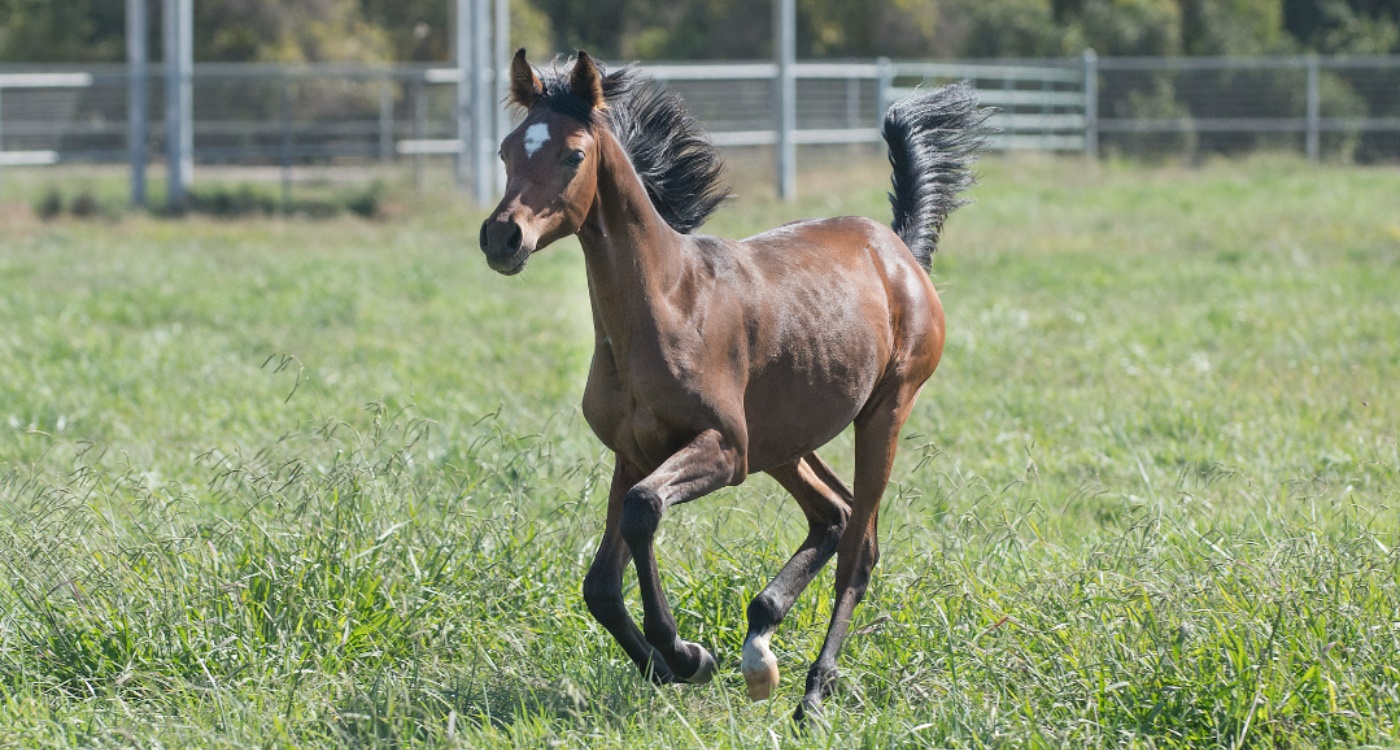 horse on a field