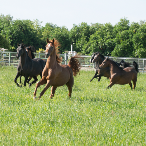 mares running on field