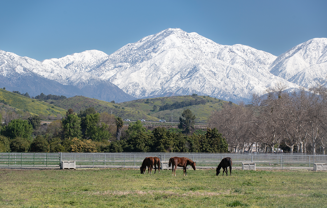 Arabians graze with snowy mountain background
