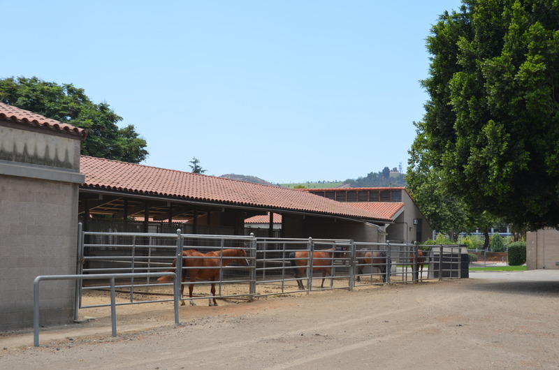 Mare barns with horses
