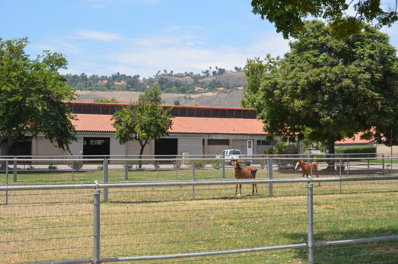 horses in pastures and padlocks