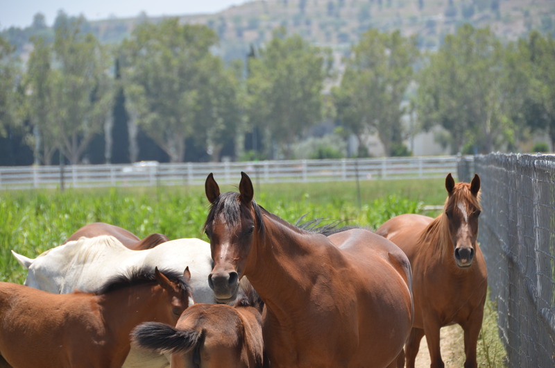 horses in pastures