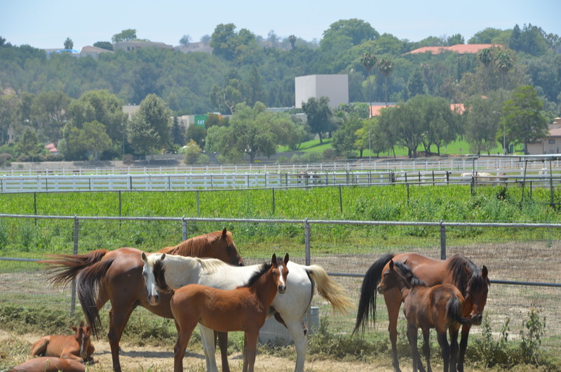 horses in pastures