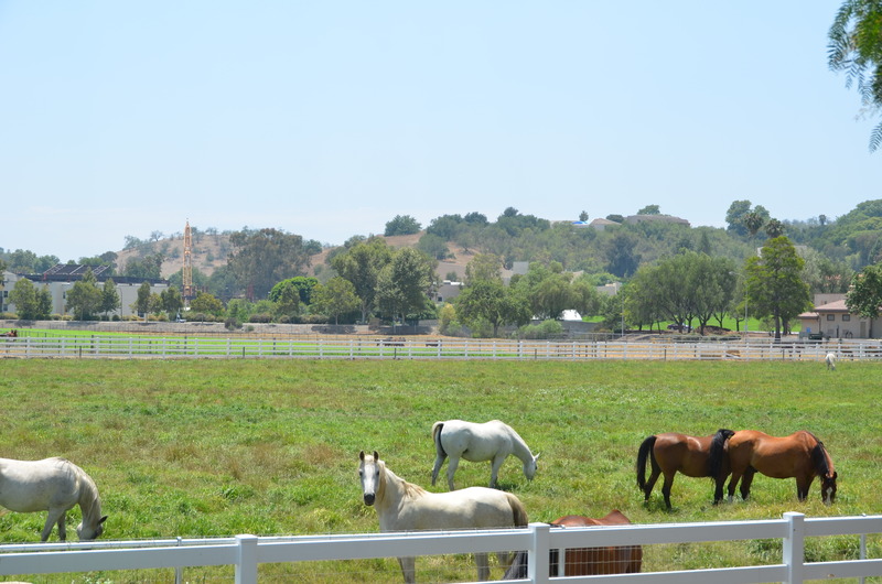 horses in the fields