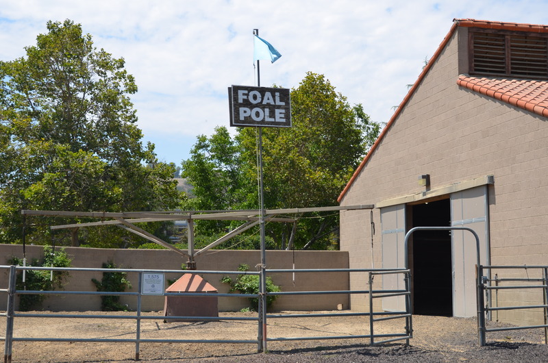 weanling barn with foal poal