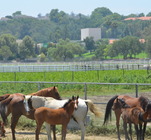 pastures & paddocks 3 icon