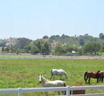 pastures & paddocks 4 icon