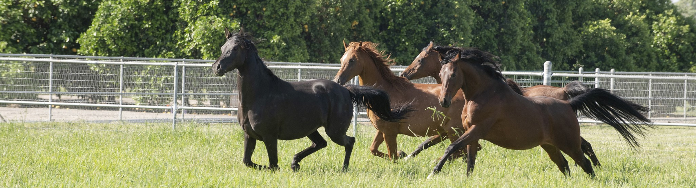 horses running