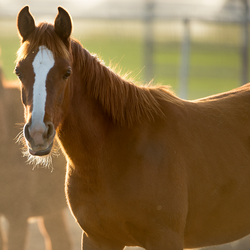 Arabian Horse at Sunset