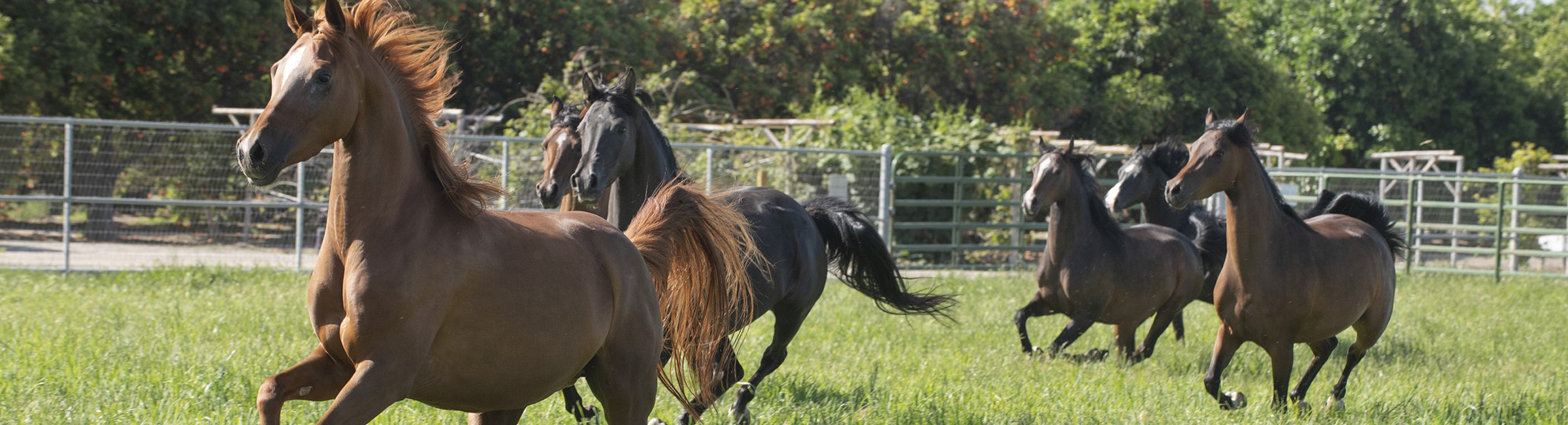 Horses Running