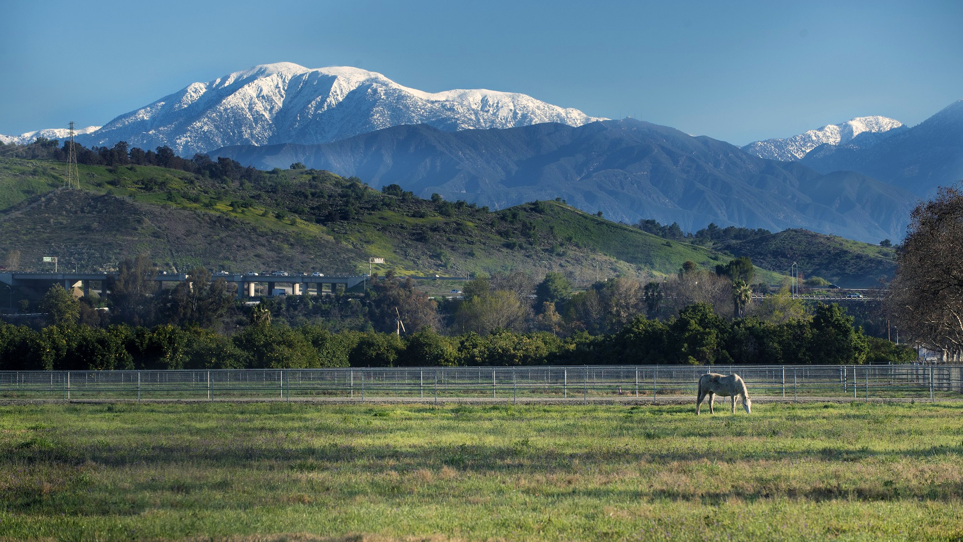 Snowy mountains serve as a background to an Arabian horse grazing in the pasture.