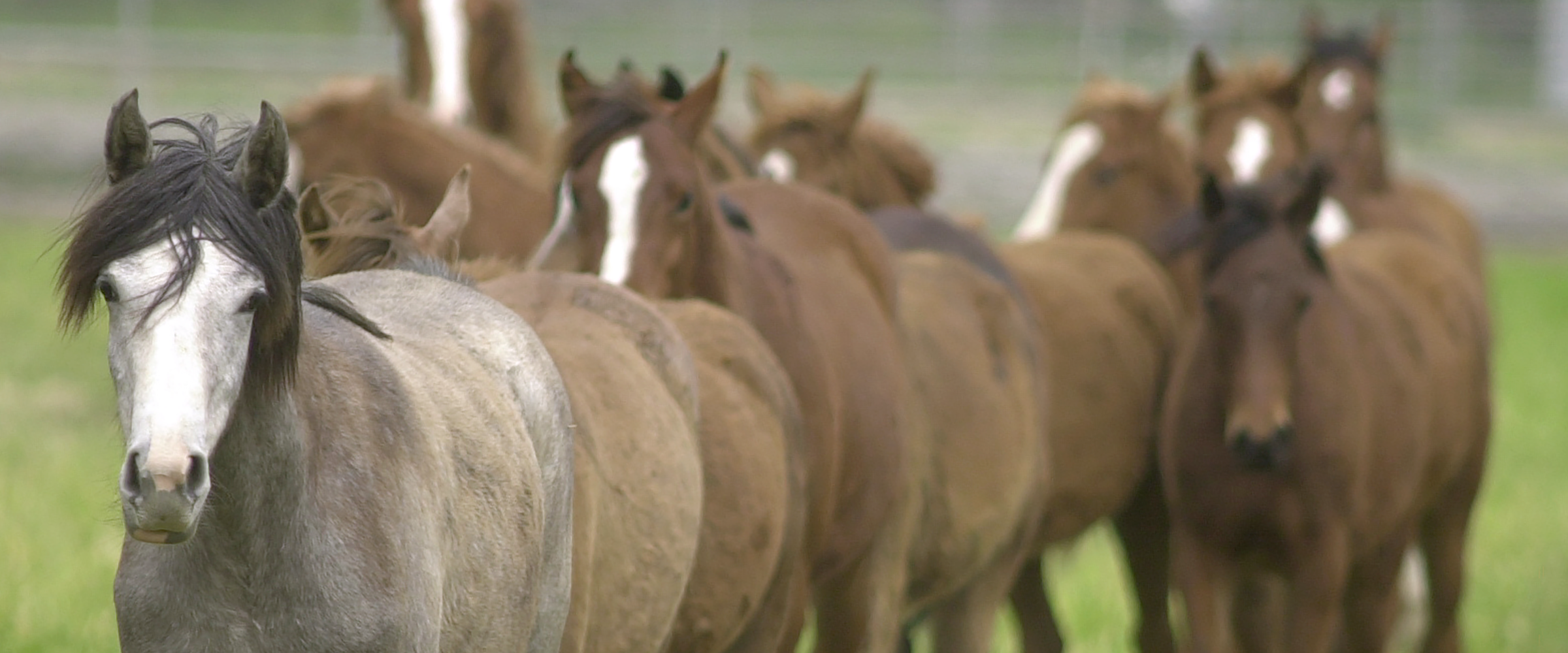 Close up of Arabian horses in the pasture
