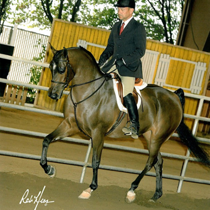 CP Cambria in a show