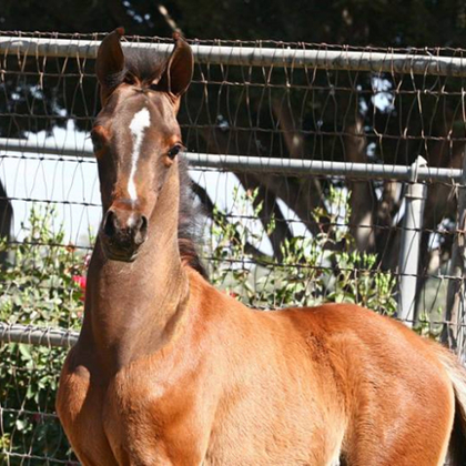 CP Chaka Khan as adult horse