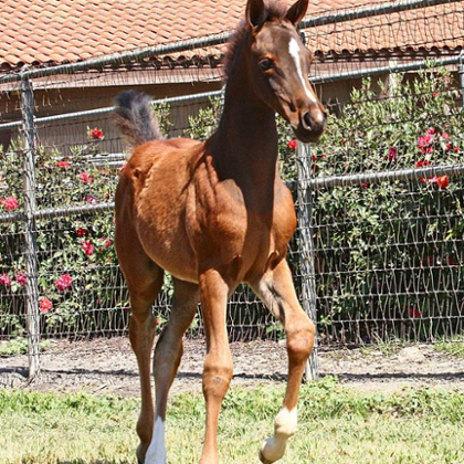 CP Chaka Khan galloping