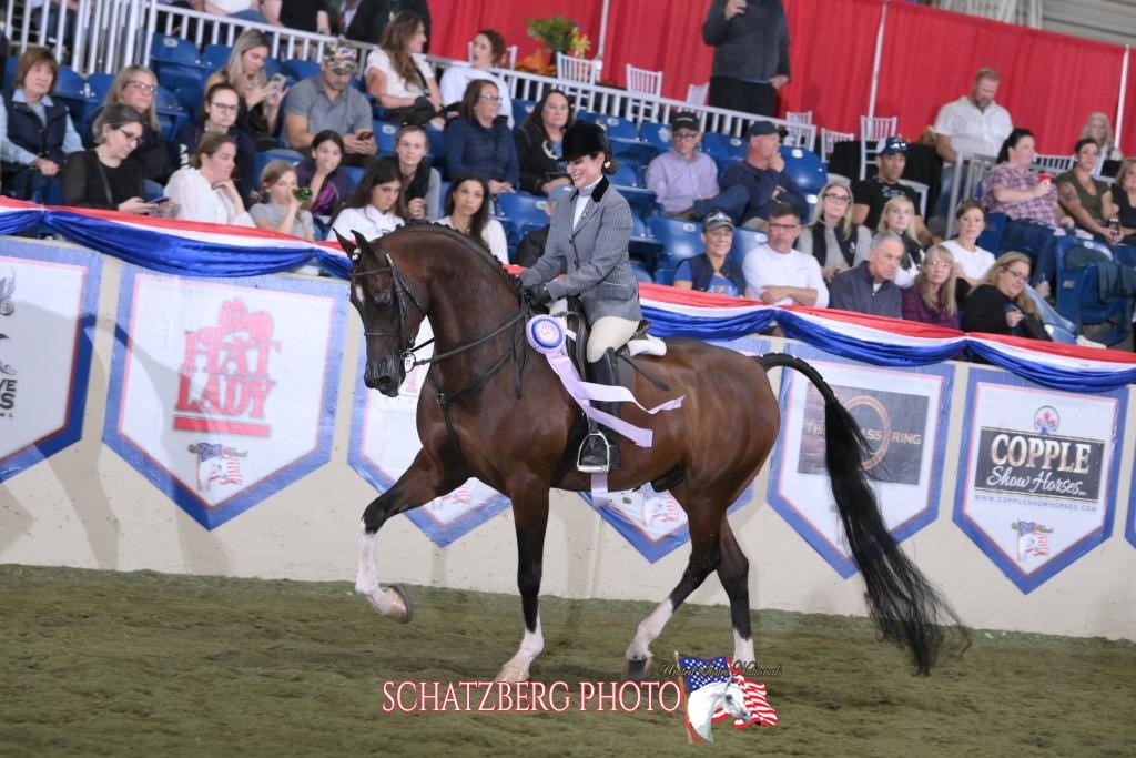 An Arabian horse trotting with his smiling rider.