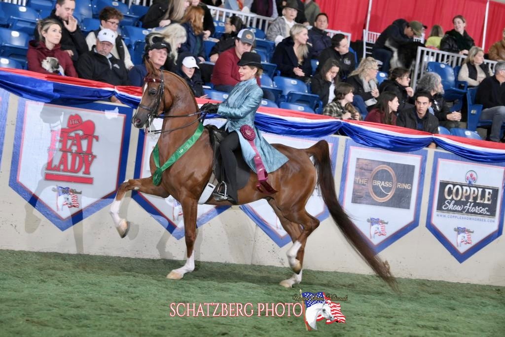 An Arabian horse with a neck ribbon trots with a smiling rider.